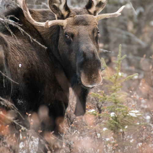 Moose In the Rockies 