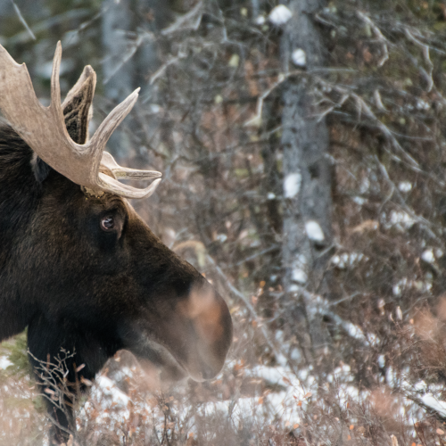 Moose In the Rockies 