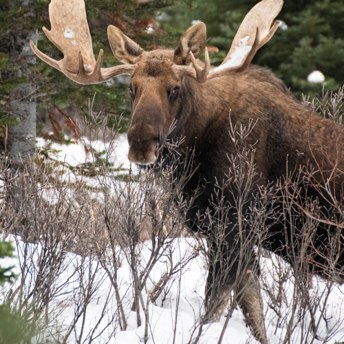 Moose In the Rockies 