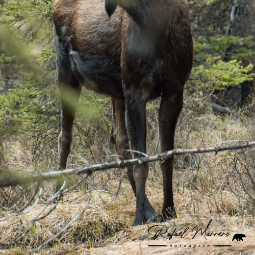 Moose In the Rockies 