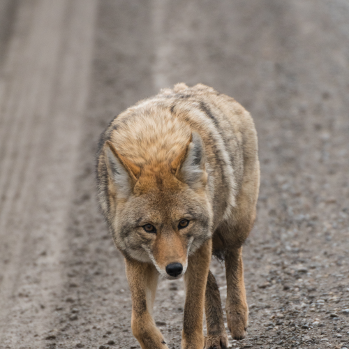 Good Looking Coyote 