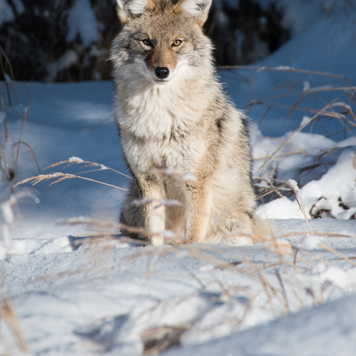 Good Looking Coyote 