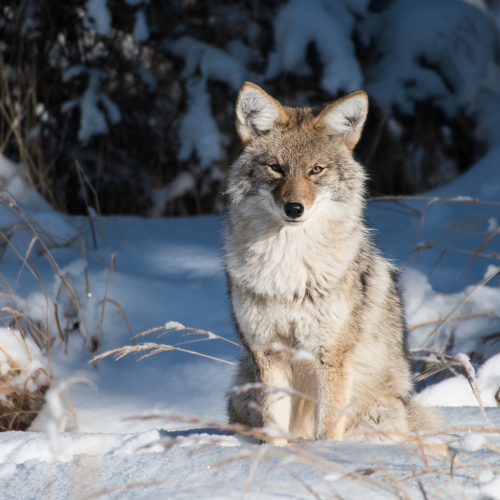 Good Looking Coyote 