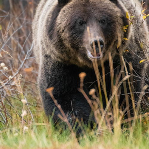 Grizzly Bear Portrait 