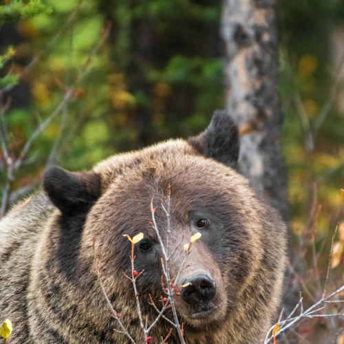 Grizzly Bear Portrait 