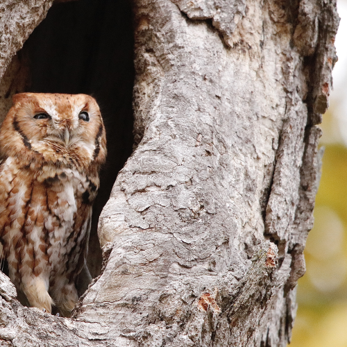 Eastern Screech-owl