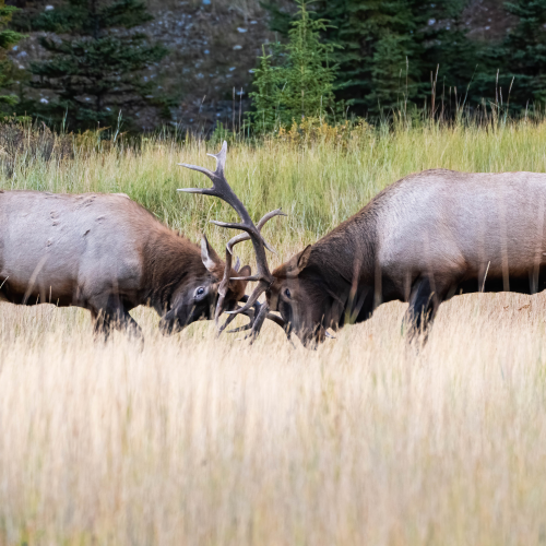 Bull Elk  
