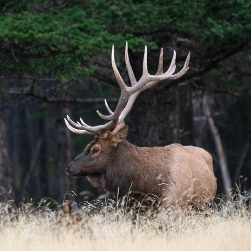 Bull Elk  