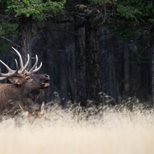Bull Elk  