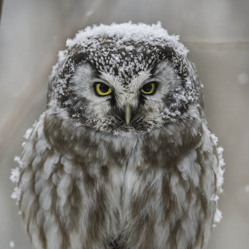 Snowy Head Covering