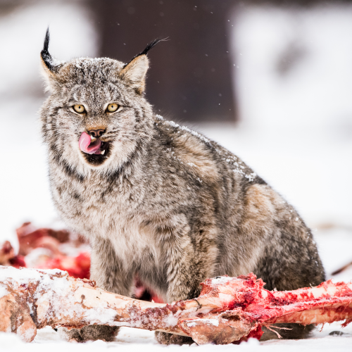 Voracious Canadian Lynx