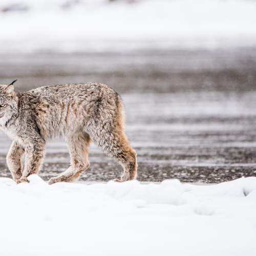 Voracious Canadian Lynx