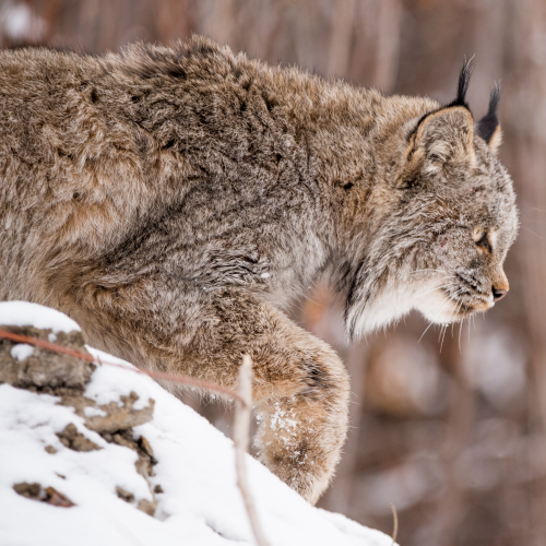 Voracious Canadian Lynx