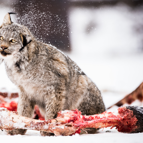 Voracious Canadian Lynx