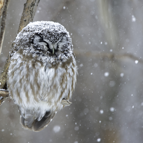 Boreal Owl Asleep During a Snowfall