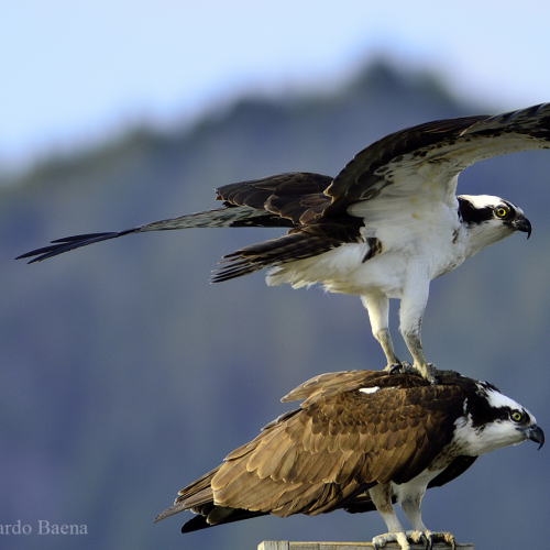 Ospreys courting
