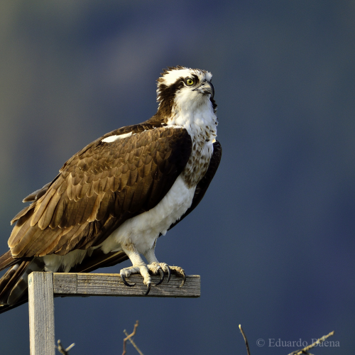 Perching on perch!