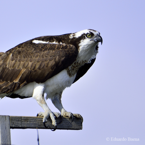 Perching on perch!