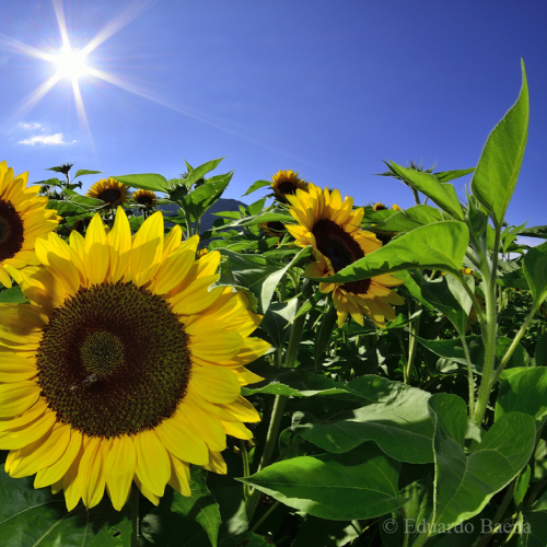 Sunflowers!