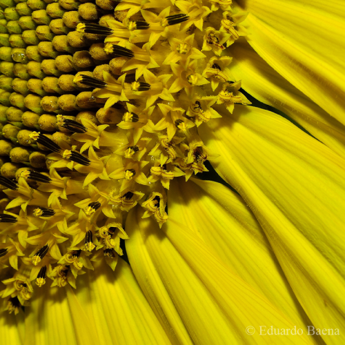 Sunflower!