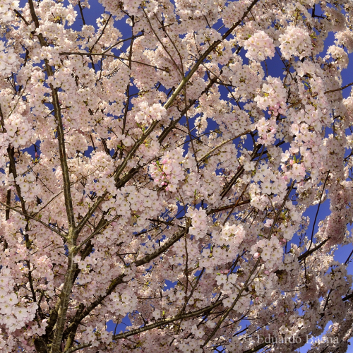 Cherry Blossom!