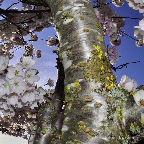 Cherry Blossom!