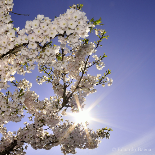 Cherry Blossom!
