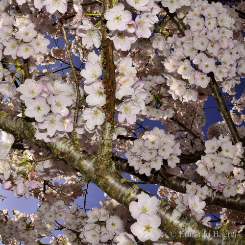 Cherry Blossom!