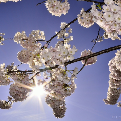 Cherry Blossom!
