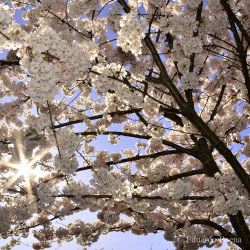 Cherry Blossom!