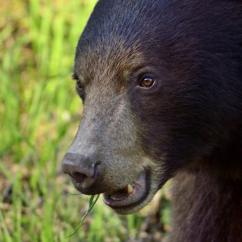 Bear eating!