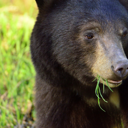 Bear eating!