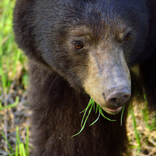 Bear eating!