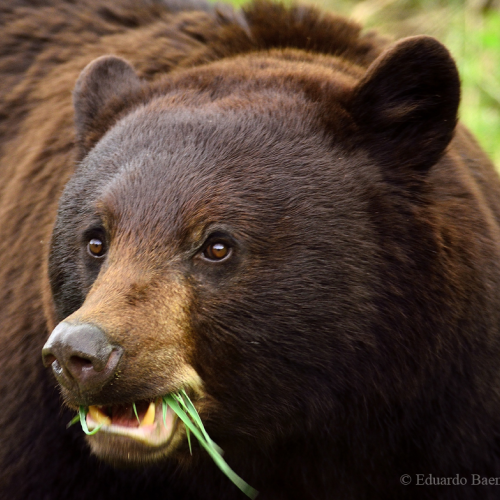 Bear eating!