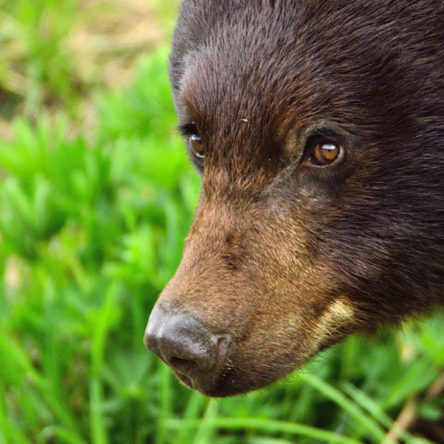 Bear portrait
