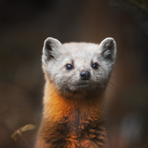 Pine marten on a first snow