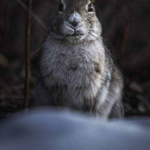 The old hare