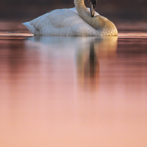 swans 