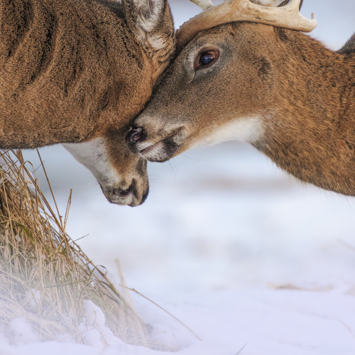 The embrace