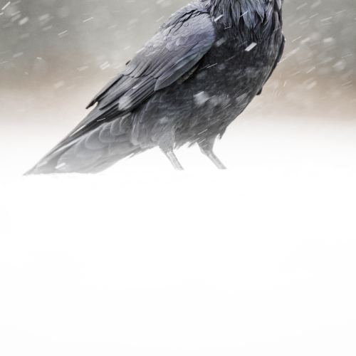 The Great Raven