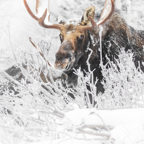 curvy antlers