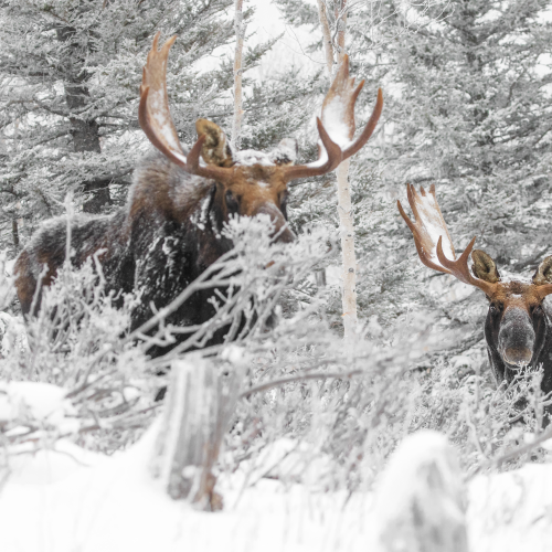 Crown of frost