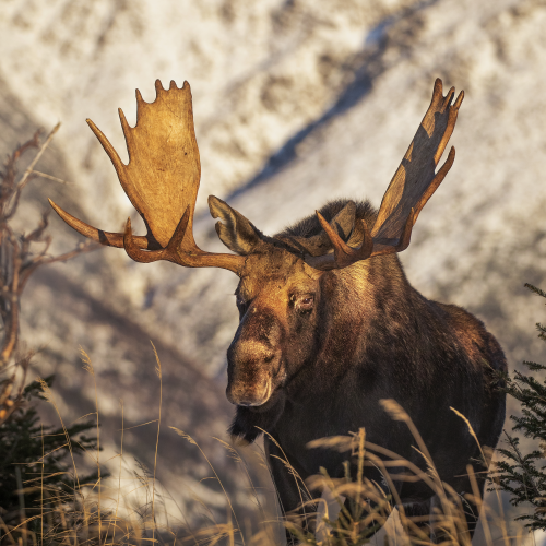 A king on his summit 