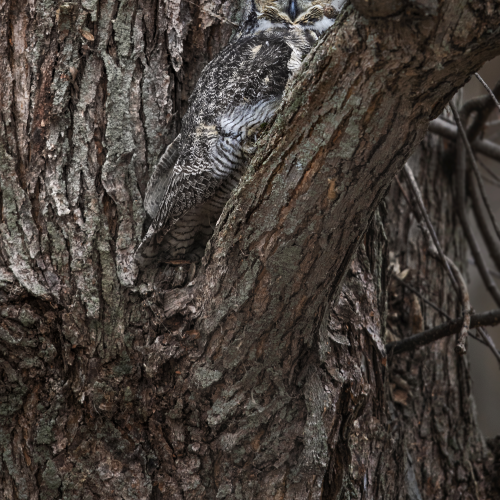 The tiger of our forests...or the art of camouflage