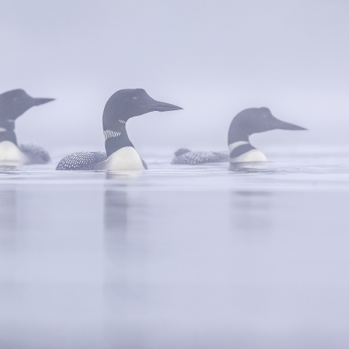 A ballet in the mists