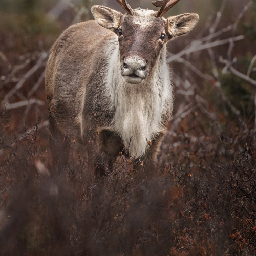 The curious 