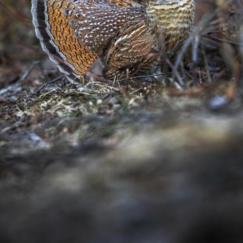 The most beautiful grouse