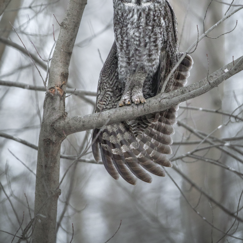 The big grey 