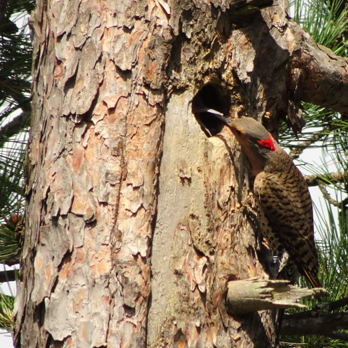 Northern Flicker Feeding Her Young