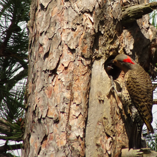 Northern Flicker Feeding Her Young
